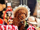 El Pezooo Sevimli Poodle Sizlerle