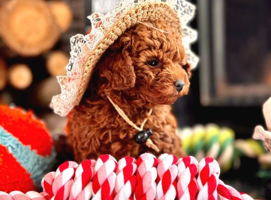 El Pezooo Sevimli Poodle Sizlerle görsel