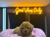 aPRİCOT DİŞİ TOY POODLE