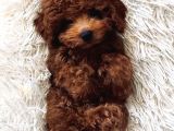 Irk güzeli Dişi ve Erkek Red ToyPoodle Yavrularımız