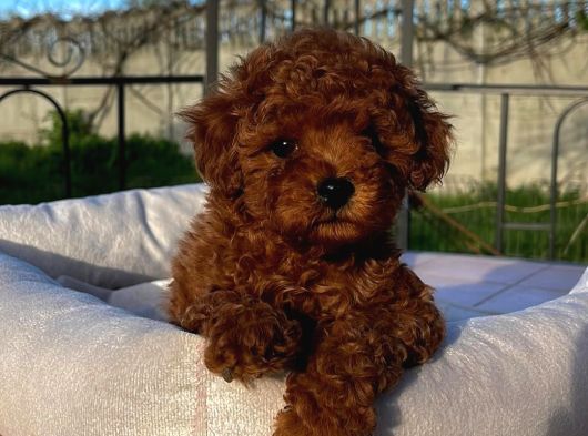 Irk Güzeli Dişi Ve Erkek Red Toypoodle Yavrularımız görsel