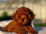Irk Güzeli Dişi Ve Erkek Red Toypoodle Yavrularımız