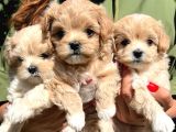 Emsalsiz Güzellikte Maltipoo Yavrular
