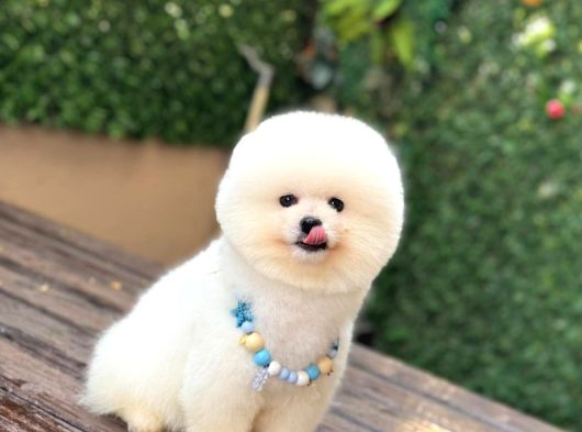 Pomeryan Boo Yavrular görsel