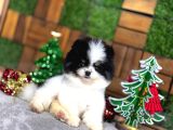 Pomeryan Boo Yavrular