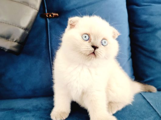 Scottish Fold Blue Point Yavrumuz