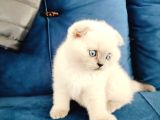 Scottish Fold Blue Point Yavrumuz