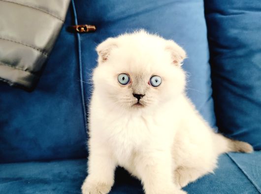 Scottish Fold Blue Point Yavrumuz görsel