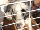 11 Aylık Safkan Dişi Border Collie