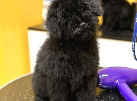 Black Poodle Erkek Yavru görsel