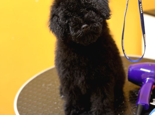 Black Poodle Erkek Yavru görsel