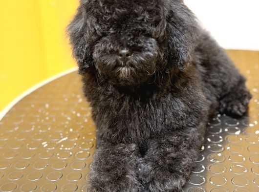 Silver Poodle Dişi Yavru görsel