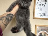 Safkan British Shorthair Yavru
