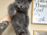 Safkan british shorthair yavru