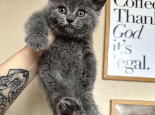 Safkan British Shorthair Yavru