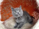 Safkan British Shorthair Yavru