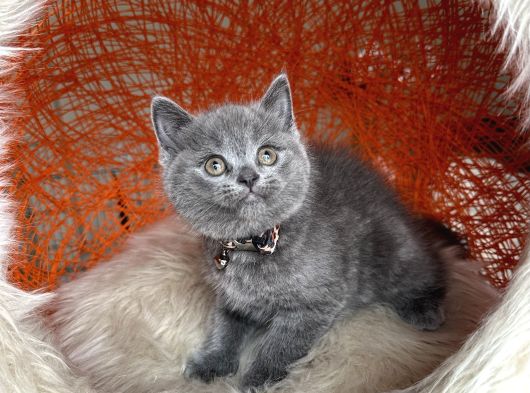 Safkan British Shorthair Yavru görsel