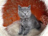 Safkan British Shorthair Yavru