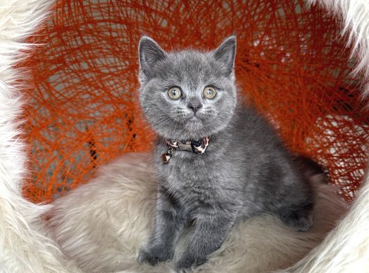 Safkan British Shorthair Yavru görsel