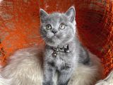 Safkan British Shorthair Yavru