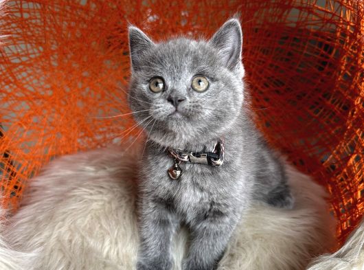Safkan British Shorthair Yavru görsel