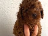 Anne Altından orjinal kore toy poodle bebeklerim