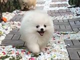 Ayı Surat Pomerian Boo Bebeklerimiz