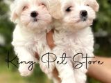 Maltese Terrier Değil- Maltese Yavrular