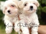 Maltese Terrier Değil- Maltese Yavrular