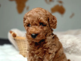 Mükemmel Güzelikte Toy Poodle Bebekler
