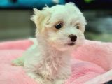 Maltese Terrier Değil- Maltese Yavrular