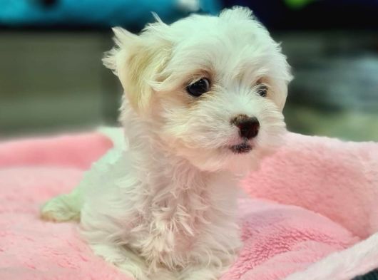 Maltese Terrier Değil- Maltese Yavrular görsel