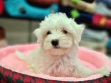 Maltese Terrier Değil- Maltese Yavrular