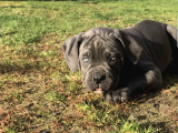 Cane Corso En Kalitelisi Bizde Var