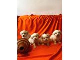 Minik Maltipoo Bebeklerimiz