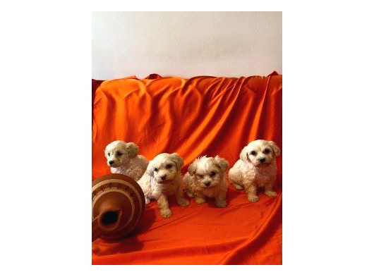 Minik Maltipoo Bebeklerimiz görsel