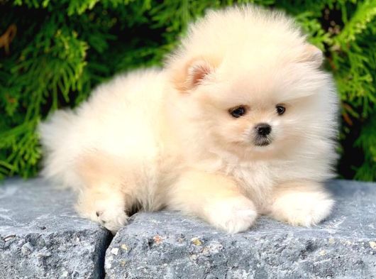 Pomerrian boo yavrular
