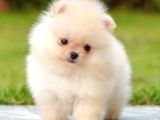 Pomerrian Boo Yavrular