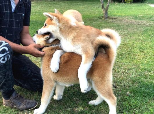 Japonların Efsanevi Köpeği Akita Yavruları