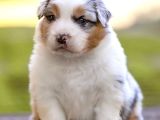 Benzersiz Bi Deneyim İçin Avustralya Çoban Köpeklerimizle Ta