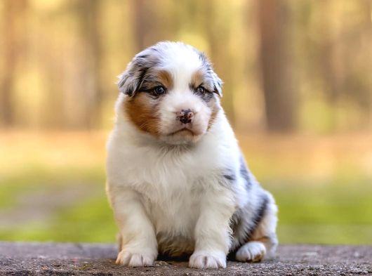Benzersiz Bi Deneyim İçin Avustralya Çoban Köpeklerimizle Ta görsel