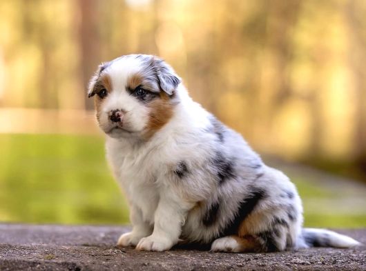 Benzersiz Bi Deneyim İçin Avustralya Çoban Köpeklerimizle Ta görsel