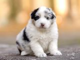 Benzersiz Bi Deneyim İçin Avustralya Çoban Köpeklerimizle Ta