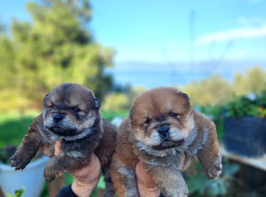 Safkan chow chow bebekler