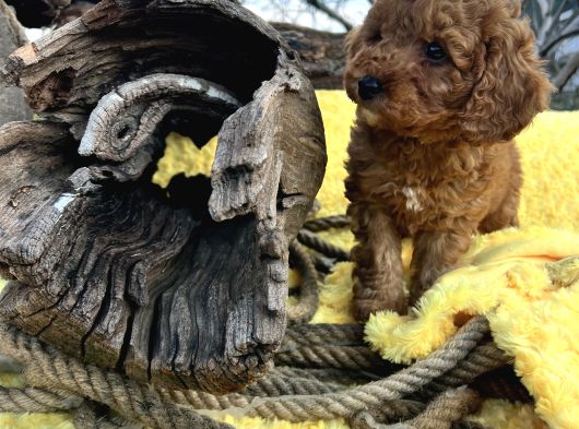 Tüy Dökmez Koku Yapmaz Toy Poodle Yavrular görsel