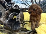 Tüy Dökmez Koku Yapmaz Toy Poodle Yavrular