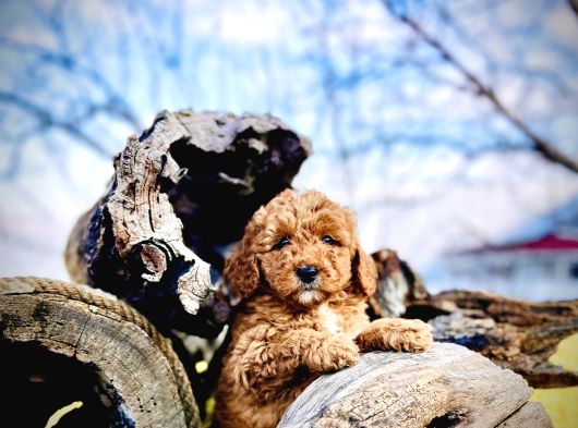 Tüy Dökmez Koku Yapmaz Toy Poodle Yavrular görsel