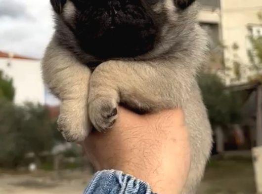 Basık Burunlu Irk Garantili Pug Yavrular görsel