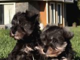 Schnauzer Yavrulari İstanbul