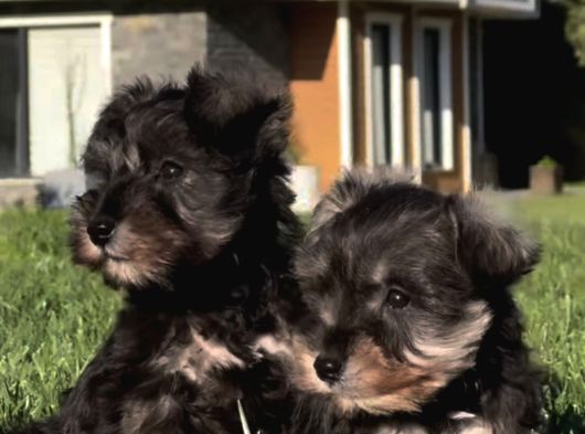 Schnauzer Yavrulari İstanbul görsel
